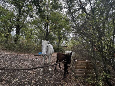 Si avvicina la conclusione della vicenda della famiglia nel bosco: martedì è in programma l'udienza in Corte d'Appello all'Aquila sul reclamo dei legali dei genitori, Nathan e Catherine, contro l'ordinanza con la quale il Tribunale per i Minorenni dell'Aquila ha sospeso la