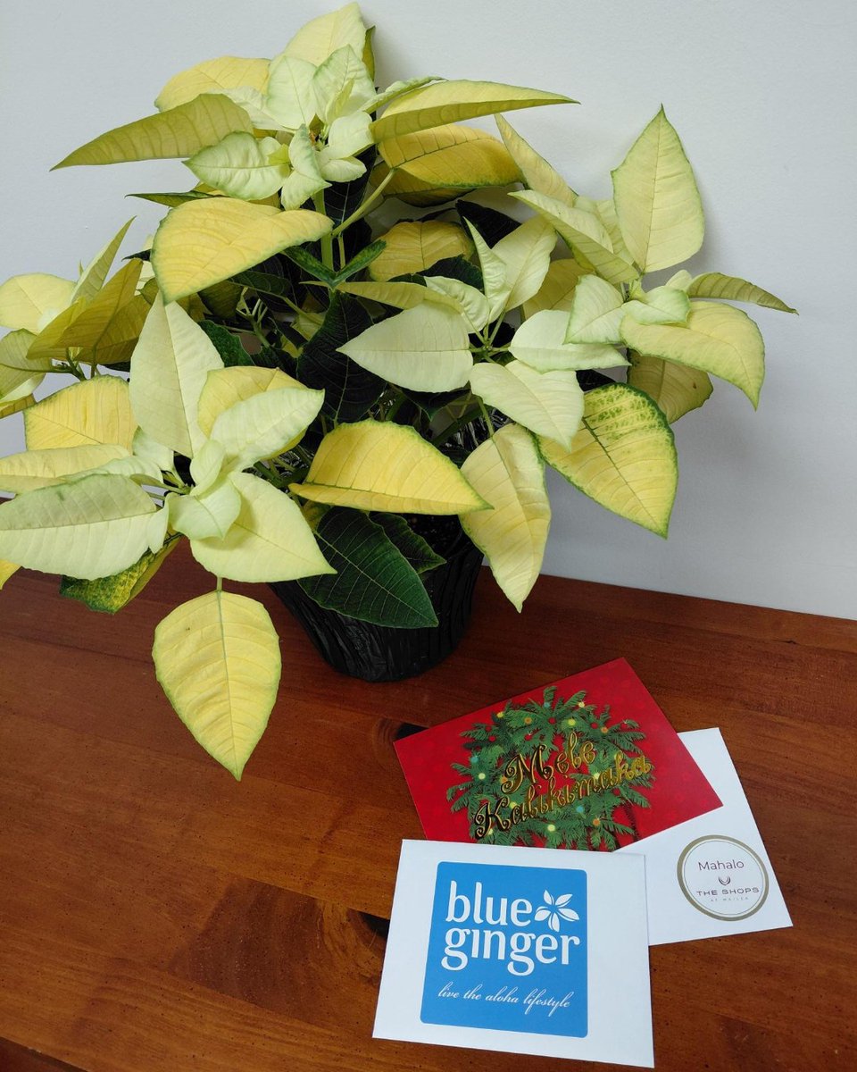 The Shops at Wailea tweet media