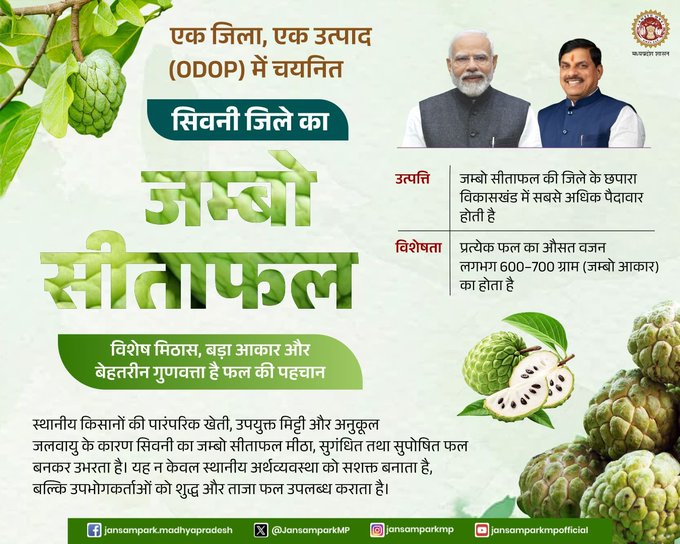 JansamparkMP's tweet image. अनूठी मिठास, बड़ा आकार  
जम्बो सीताफल की पहचान  

सिवनी जिले का प्राकृतिक उत्पाद 'सीताफल' अपने विशेष गुणों और स्वाद के लिए देशभर में प्रसिद्ध है।

जिले का जम्बो सीताफल, मध्यप्रदेश की #एक_जिला_एक_उत्पाद योजना में चयनित है

@DrMohanYadav51 @CMMadhyaPradesh
 #MadhyaPradesh #Seoni