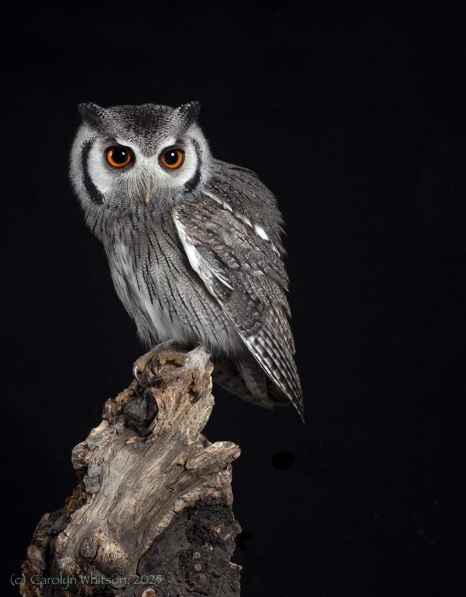 ChezCirce's tweet photo. 14th Day of #OwlsofAdvent! Here's a cute one: a White-Faced Owl. I love his mustache: very dignified. Would you have him over to tea? #owlishmonday
@BooksTeaFilms
@CathyRLowe
@TheHistoryMouse
@ianebbage1
@caputmundiHeidi
@todbooklady
@rikardorichards
@TraffordLj
@BrianDu04700318 https://t.co/Ccu2HzUqyT