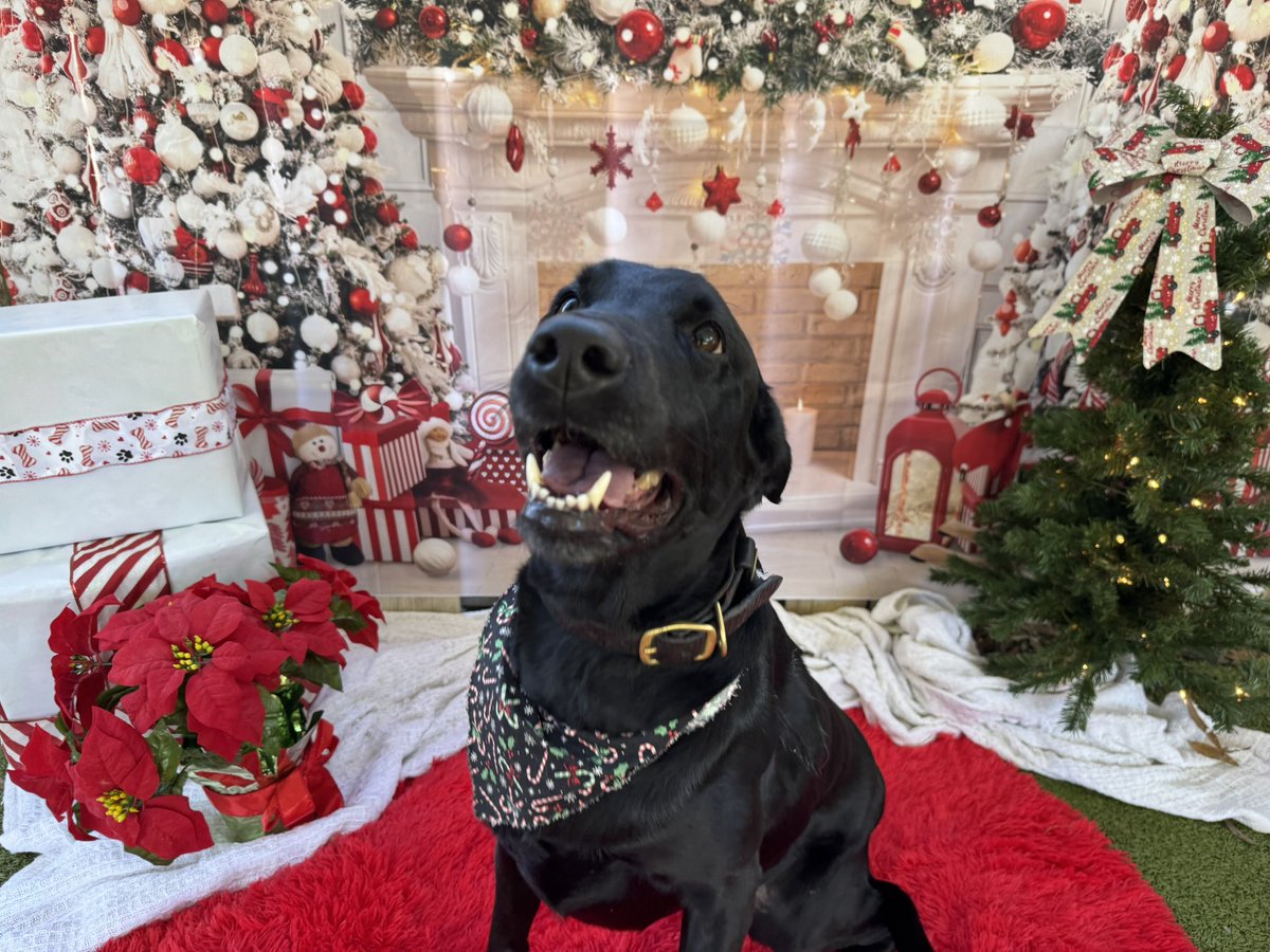 PawsandPawPaws's tweet image. All on the nice list! #pawsandpawpaws #dogdaycare #bestdaycareforyourbestfriend  #boardingatitsbest