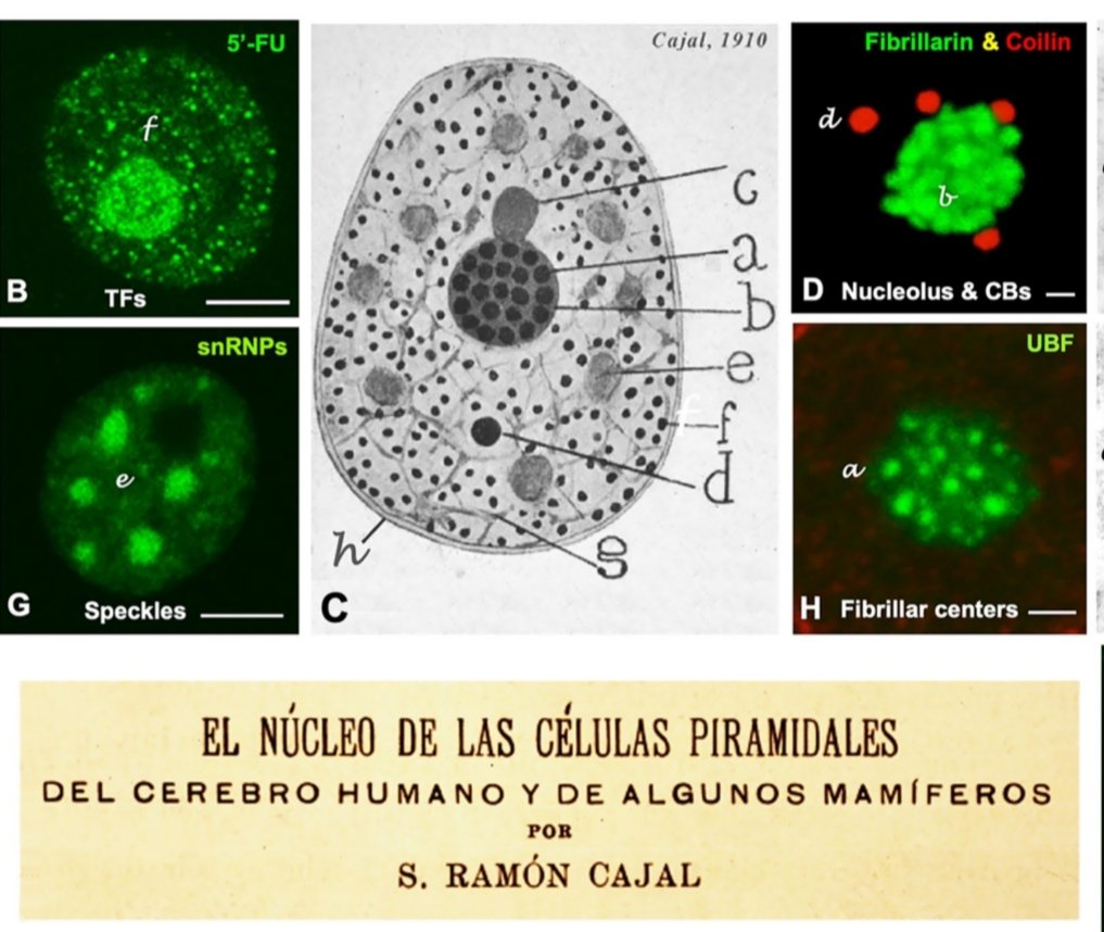 📢Proud of our Review on the actual view of Cajal’s organization of neuronal nucleus🔬❤️ idus.us.es/server/api/cor…
