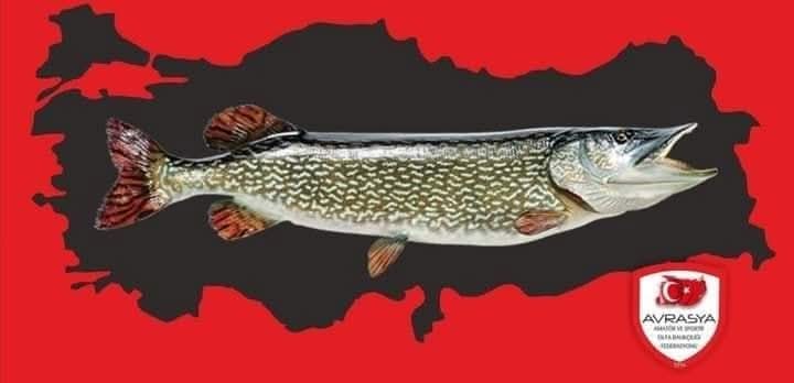 TURNA BALIĞİ AV YASAĞI BAŞLIYOR.

6/2 Numaralı Amatör Amaçlı Su Ürünleri Avcılığının Düzenlenmesi Hakkında Tebliğ gereği; üreme dönemi olması sebebiyle Ülkemizde tüm bölgelerde TURNA Balığı av yasağı 15 Aralık 2025 tarihinde  başlıyor.