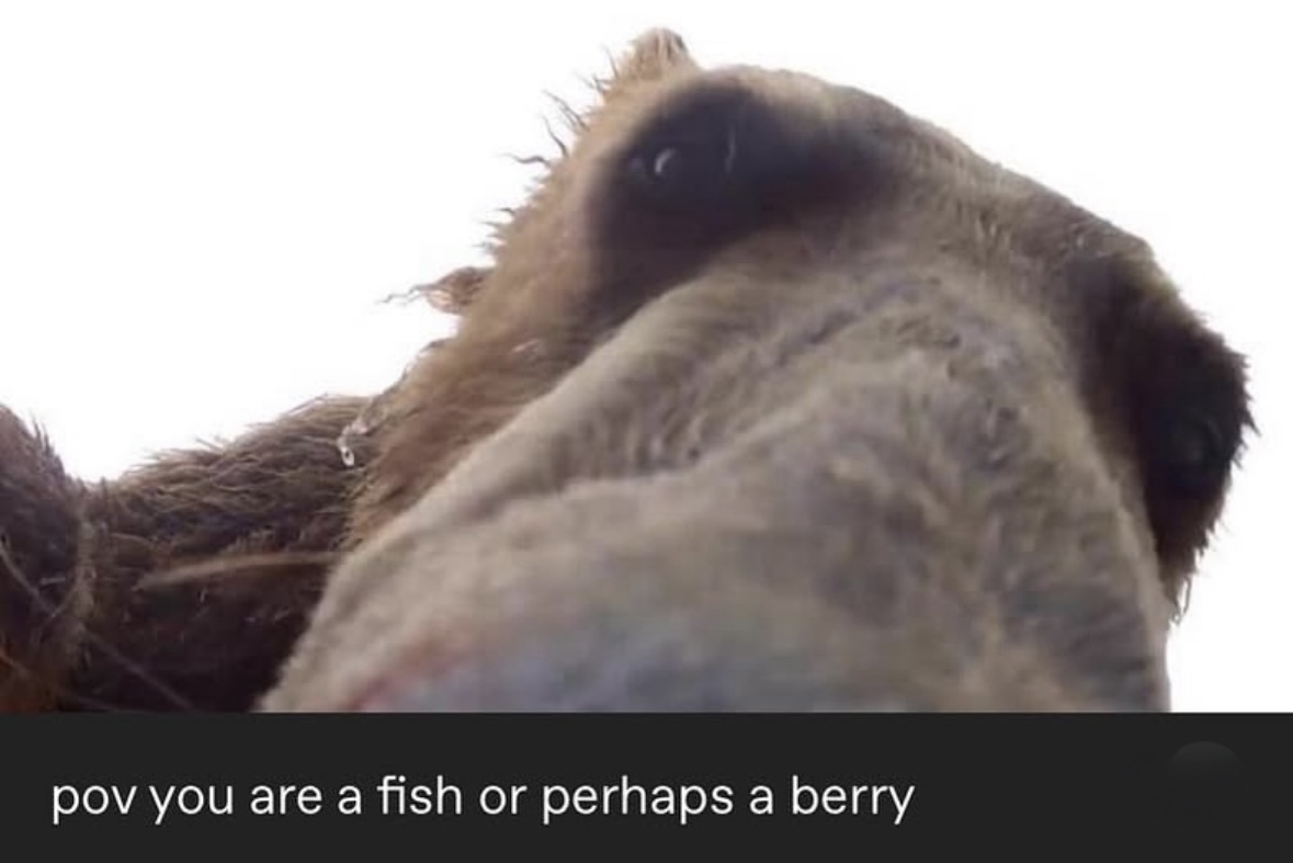 RespectfulMemes's tweet image. 