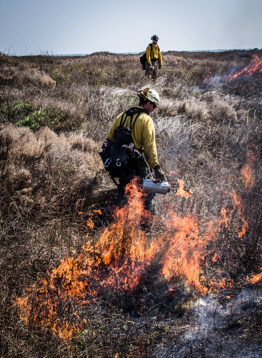 We have 3 GW-08 #firejob opportunities! Apply for these lead wildland firefighter positions at: 

📍 Aransas or Laguna Atascosa NWRs, TX
📍 Central Washington NWRC, WA

Apply by 12/23 ➡️ bit.ly/4iSLtDx

#NotYourOrdinaryJob #Hiring <a href="/USFWSCareers/">U.S. Fish and Wildlife Service Careers</a>

📸 Jeff Adams/USFWS