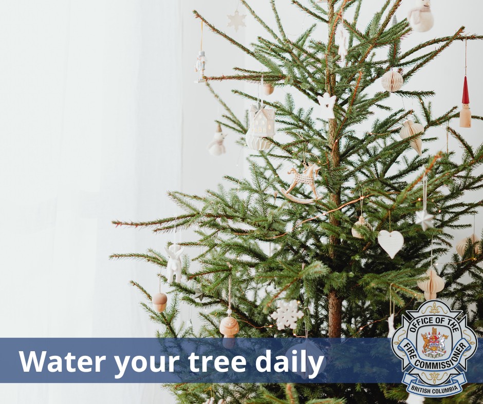 Did you water your Christmas tree today?

Live trees can dry out and quickly become a fire hazard, which is why they need to be watered daily.

A great time to water your tree is each night when you turn off your Christmas lights and blow out your candles before going to bed.