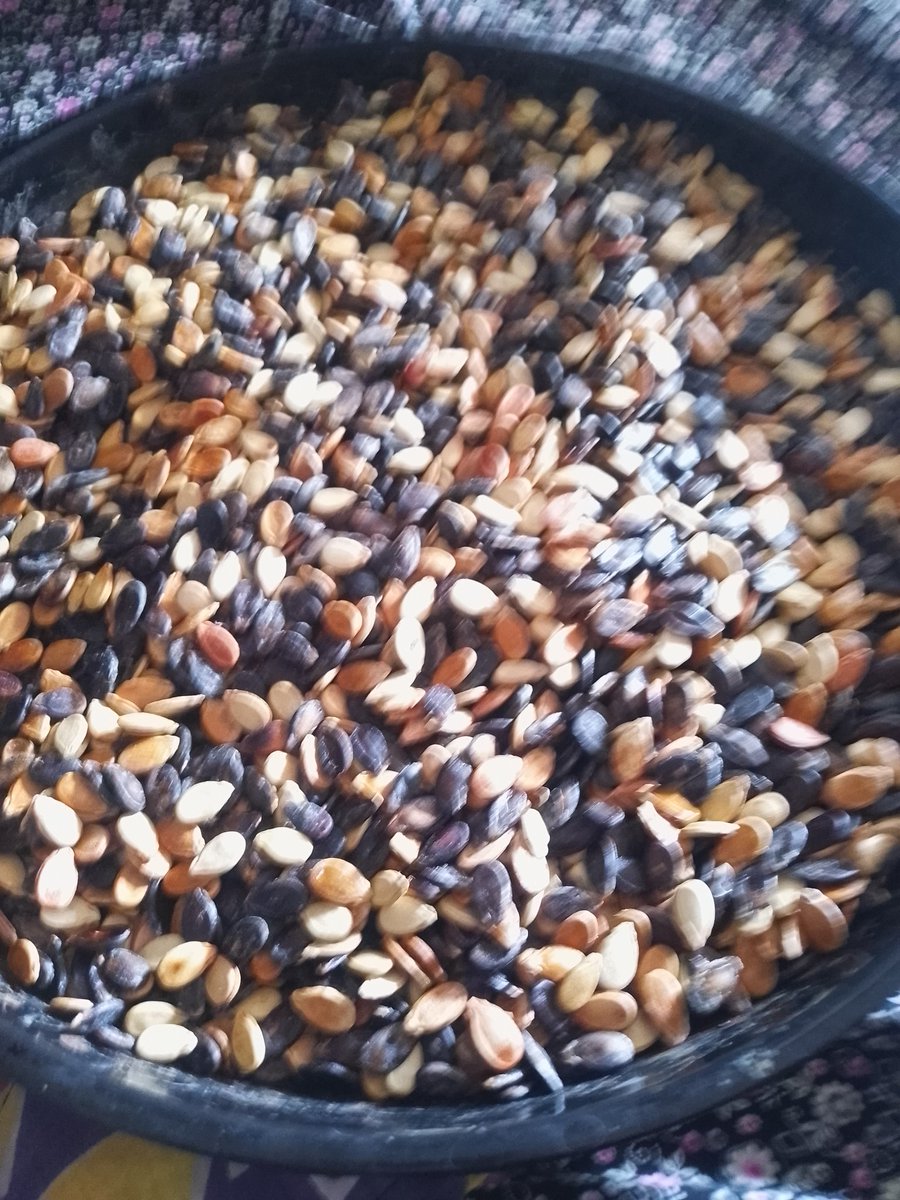 Yaz aylarında karpuz 🍉 yenir. Kış aylarında çıtır çıtır çekirdeği.