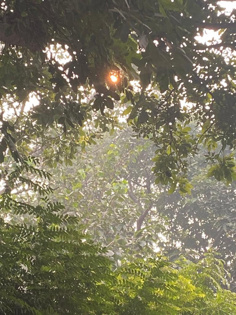 lightseekerusha's tweet photo. The afternoon light doesn’t announce itself.
It slips through leaves, unhurried and warm,
resting for a moment
before moving on.

In its quiet glow,
even an ordinary hour feels gentle. 🌿

#AfternoonLight
#SunThroughLeaves
#FilteredSun
#QuietAfternoons
#NaturePause
#NatureDiaries https://t.co/4uu6w61Gg1