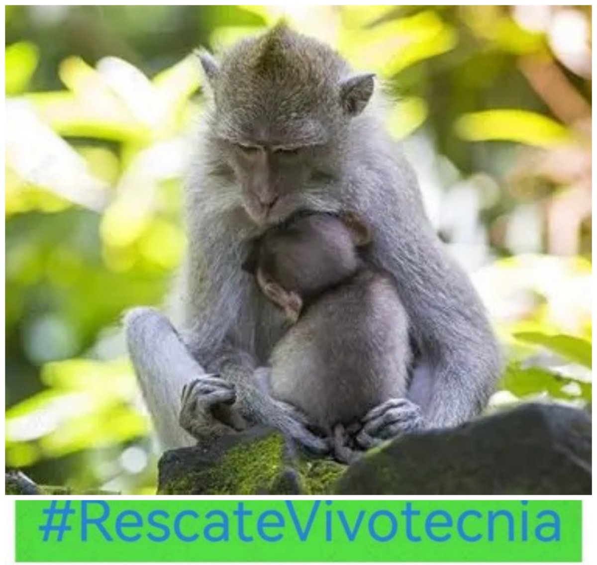 amaregar's tweet photo. ¡PROTEJAMOS LA INOCENCIA!
Hoy en el día de los monos exigimos la liberación de los macacos de cola larga de explotación en granjas, de crueldad en laboratorios, de la experimentación, vivisección y de cualquier forma de maltrato
#DíaMundialDelMono #WorldMonkeyDay https://t.co/8lcNVAEMHn
