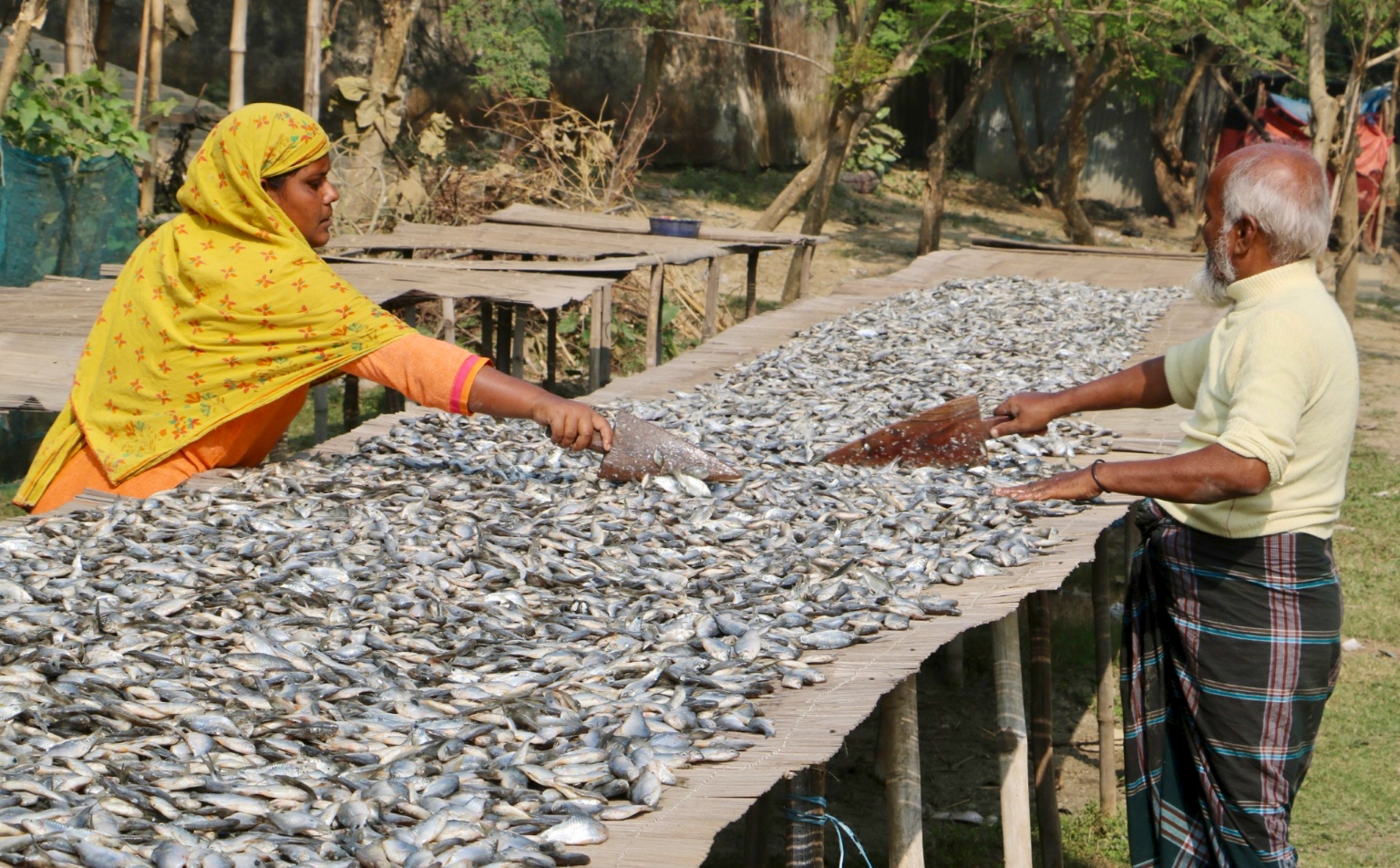 দেশি মাছের অভাব, ভাটা পড়েছে শুঁটকি উৎপাদনে
