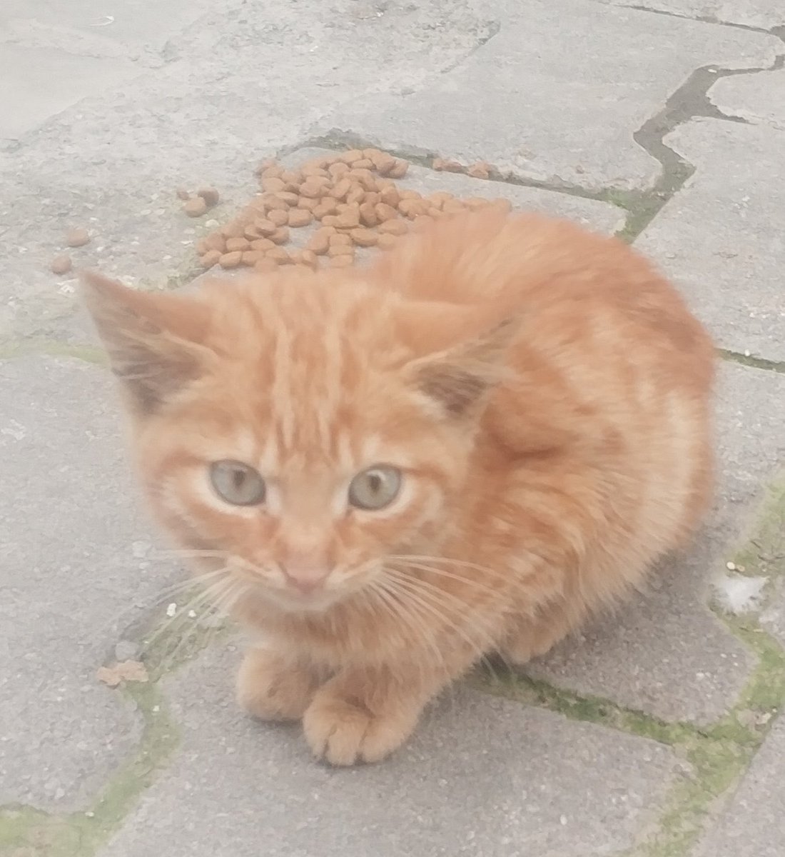 Kardeşlerini öldürmüşlerdi, şimdi de bu yavruyu döve döve öldürmüşler. İzmir’deki bu mahallenin tüm hayvanları tehlikede!