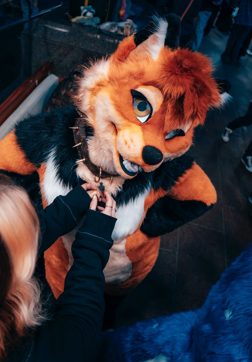 rainingcoyotes's tweet image. One sec just need my collar adjusted ☝️