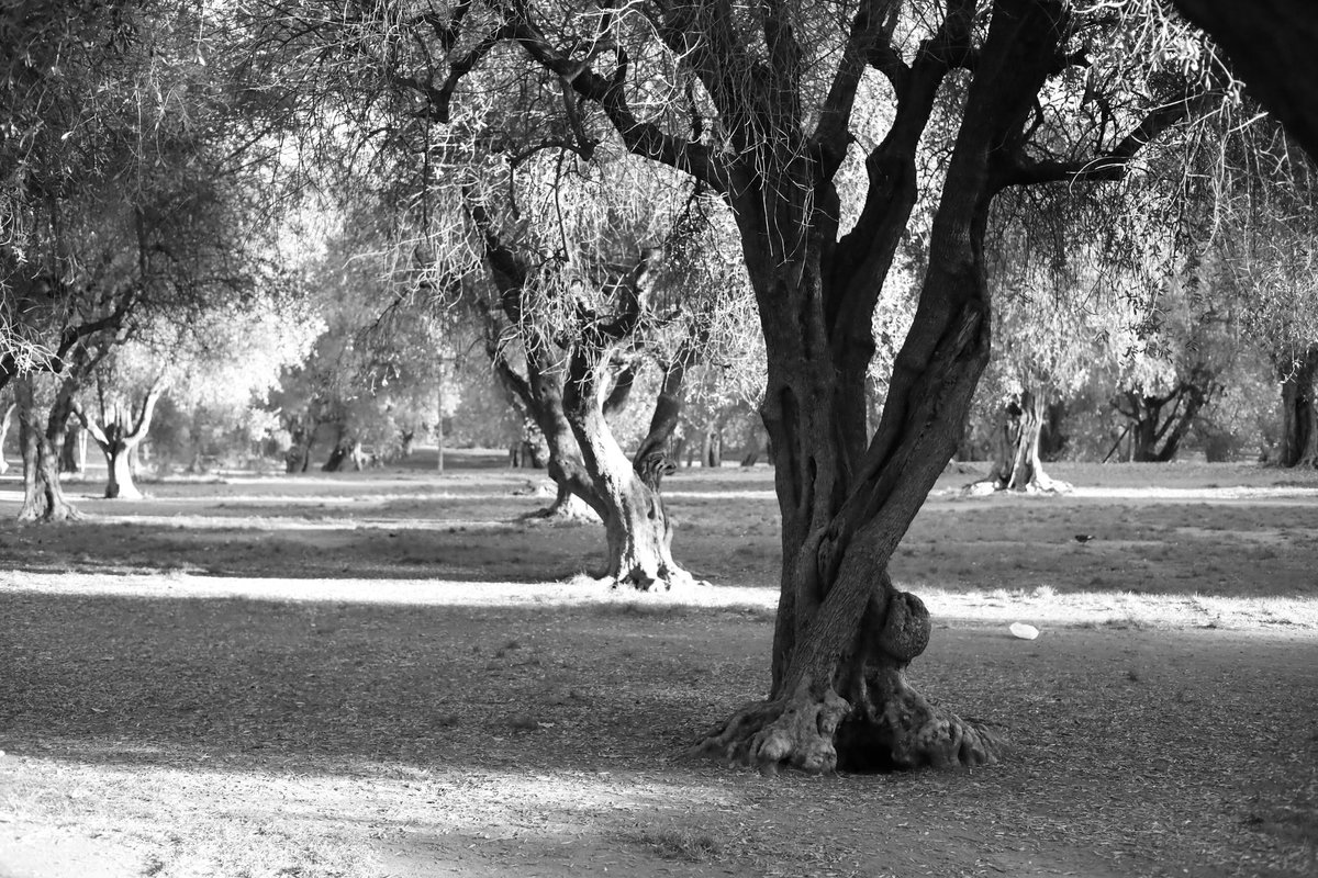 first_e_motion's tweet photo. Une ballade dans une Oliveraie sous un doux soleil d'hiver, un véritable plongeon dans des centaines d'années d'histoire. #photography #Blackandwhite #NatureLovers https://t.co/t45Btc3uEF