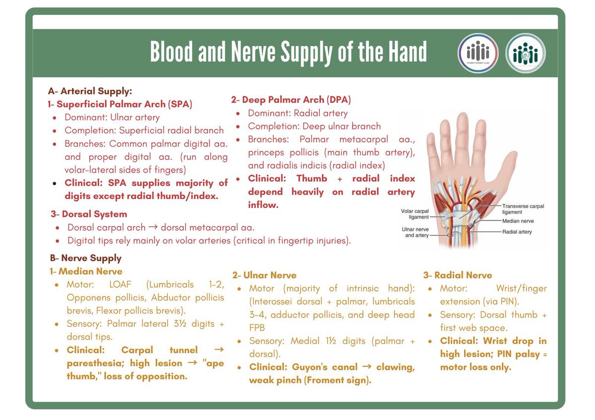 Next Topic: 🖐️ Blood and Nerve Supply of the Hand

The hand’s complex vascular and neural anatomy is of critical importance in plastic and reconstructive surgery, where preservation of blood flow and nerve function determines tissue survival, sensation, and functional outcome.
