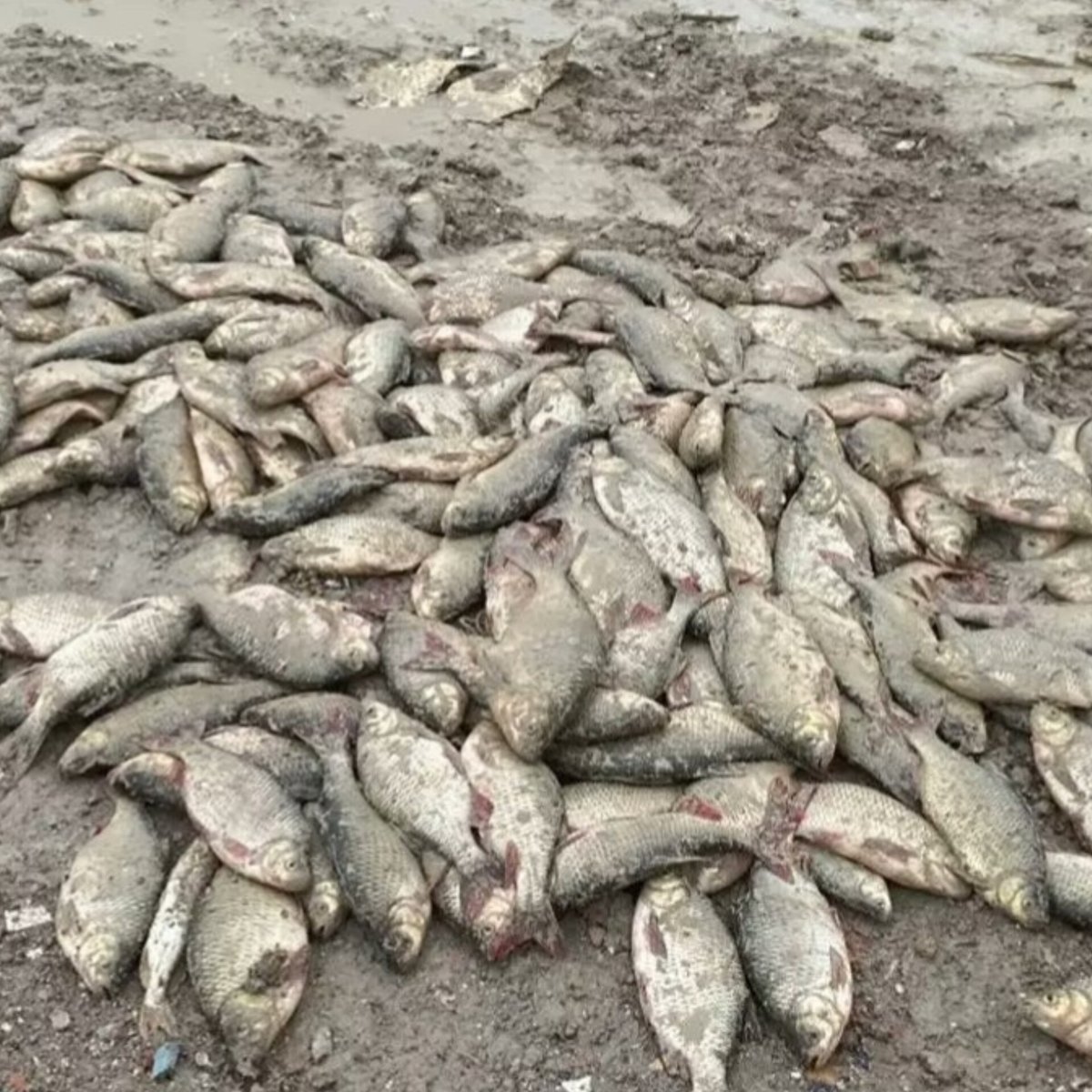 İstanbul Arnavutköy Bolluca Mavi Göl'de dolgu çalışması sebebiyle göl tamamen kurumak üzere. Balçık içinde oksijensizlikten yüzlerce balık öldü...