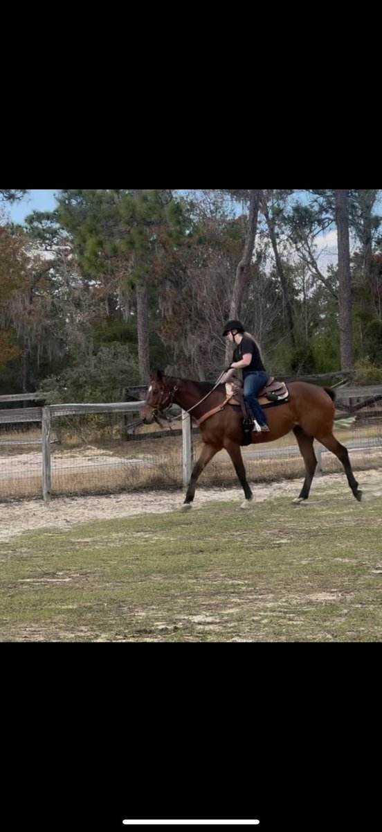 Katie_Tener's tweet photo. whoever told me to restart a 16.3hh baby ottb, I would’ve called you crazy. But i wouldn’t have it any other way https://t.co/eoZ12MrSE0