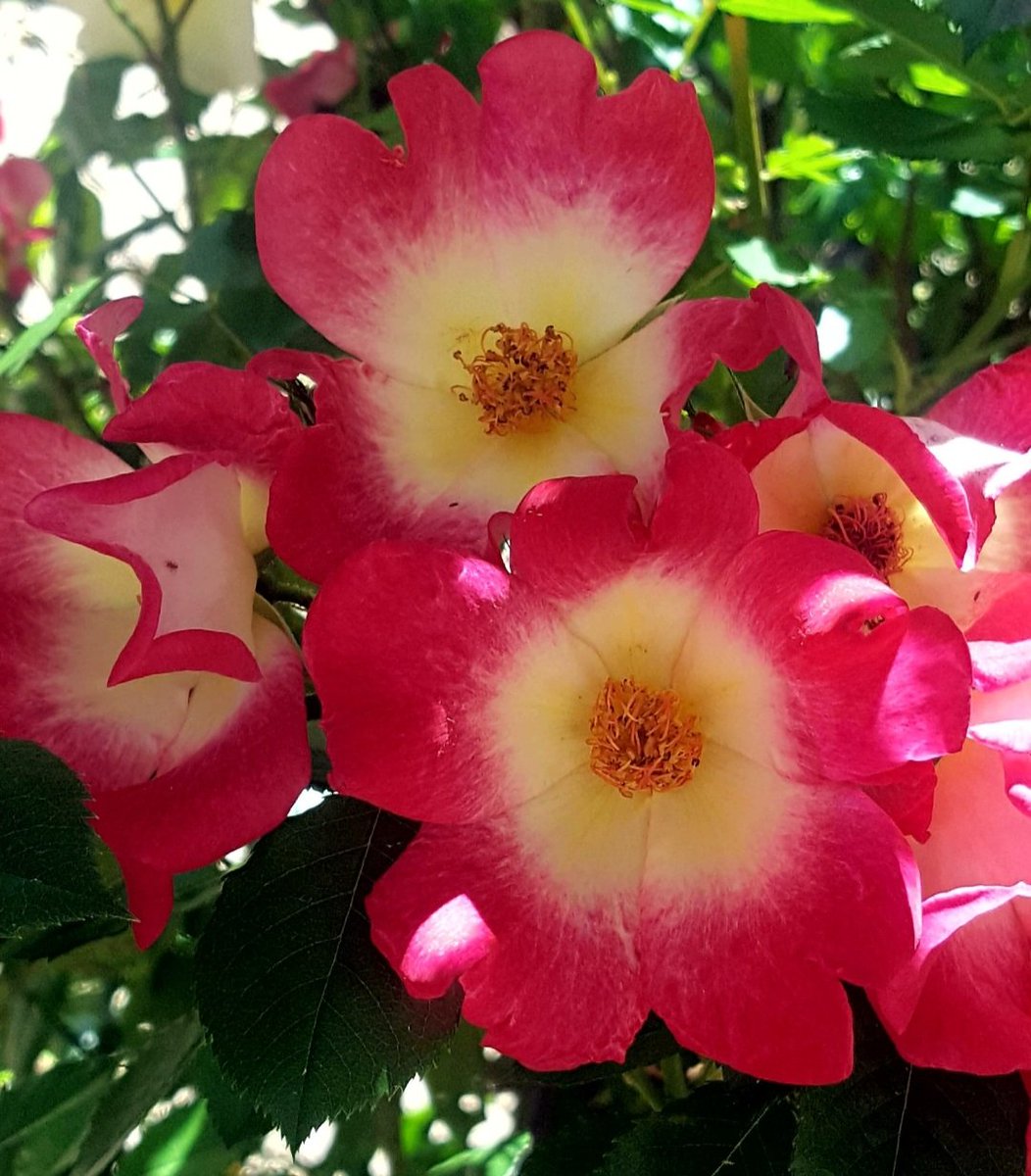 Maria Lea tweet media