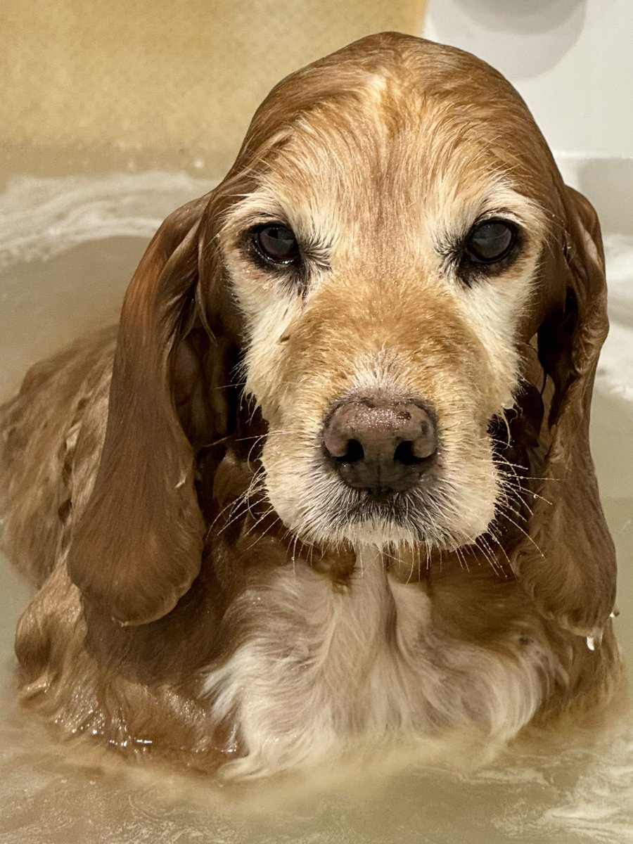 SpanielsSuper's tweet photo. I’m loving my #Baff
It’s just a shame that eventually I have to get out 🥺
I like double shampooing, lots of conditioning massage, lots of ear attention, my undercarriage thoroughly rinsed, my paws attended to…. Ideally a #Pawdicure
A thorough #TowellyTime & a consolation cuddle at the end
#BatLovesBaffs