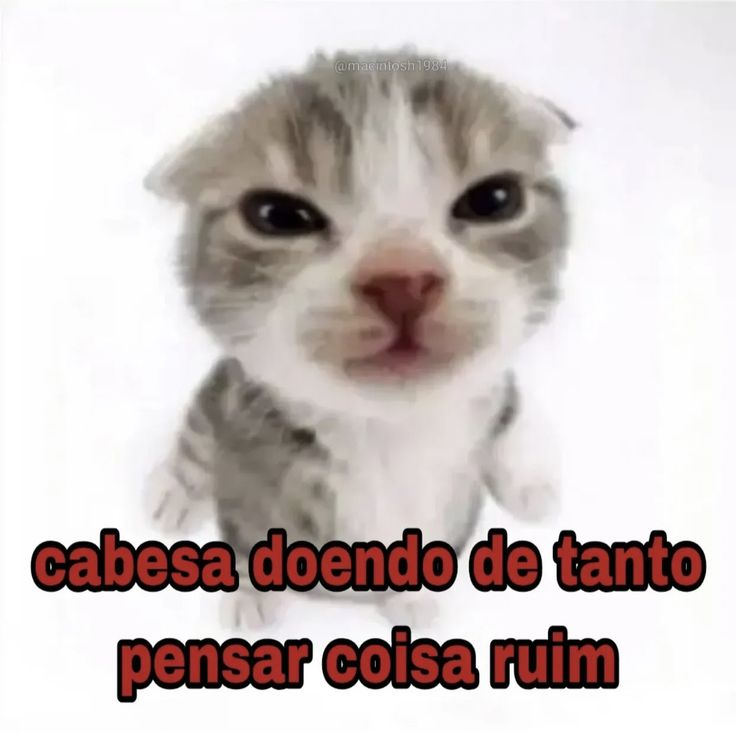 perfil dedicado a gatinhos e peitos tweet media