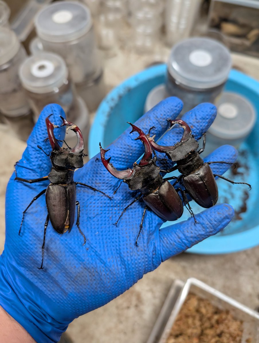 虫の兄ちゃん@兜鍬武蔵 (@anchan_kabukuwa) / Posts / X