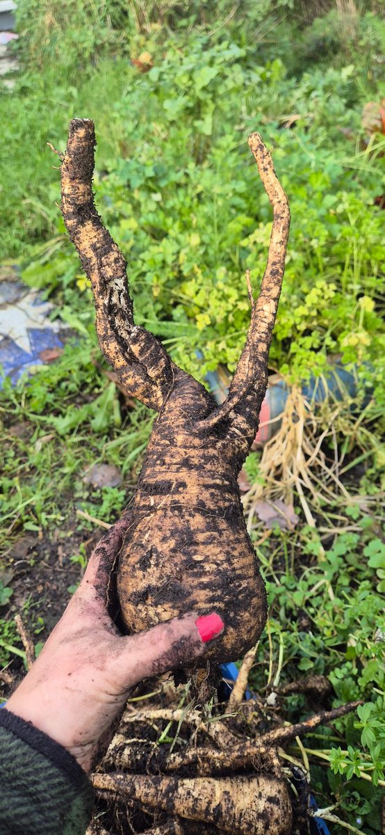 🌱Lovely_Plot 💅🇵🇱🇬🇧🪷🐞🐝 tweet media