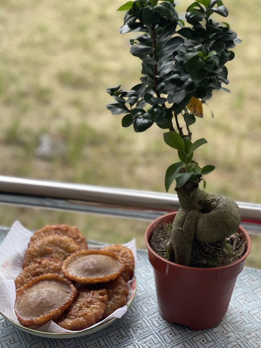 Bell_Makaria's tweet photo. My ginseng tree. Lately ive been feeling confused. Somehow, it was never ok to want everything but how can we chase our dreams. If it’s limited on one spot… https://t.co/34mlNFz4Vl