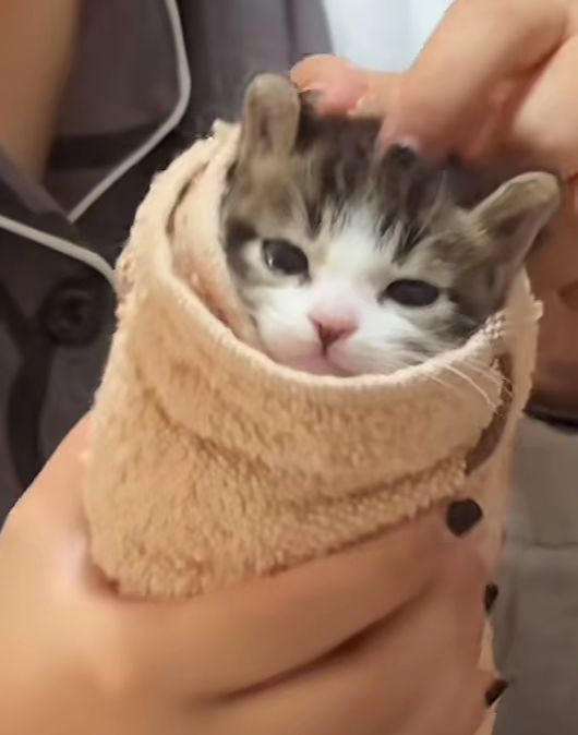 猫卷
