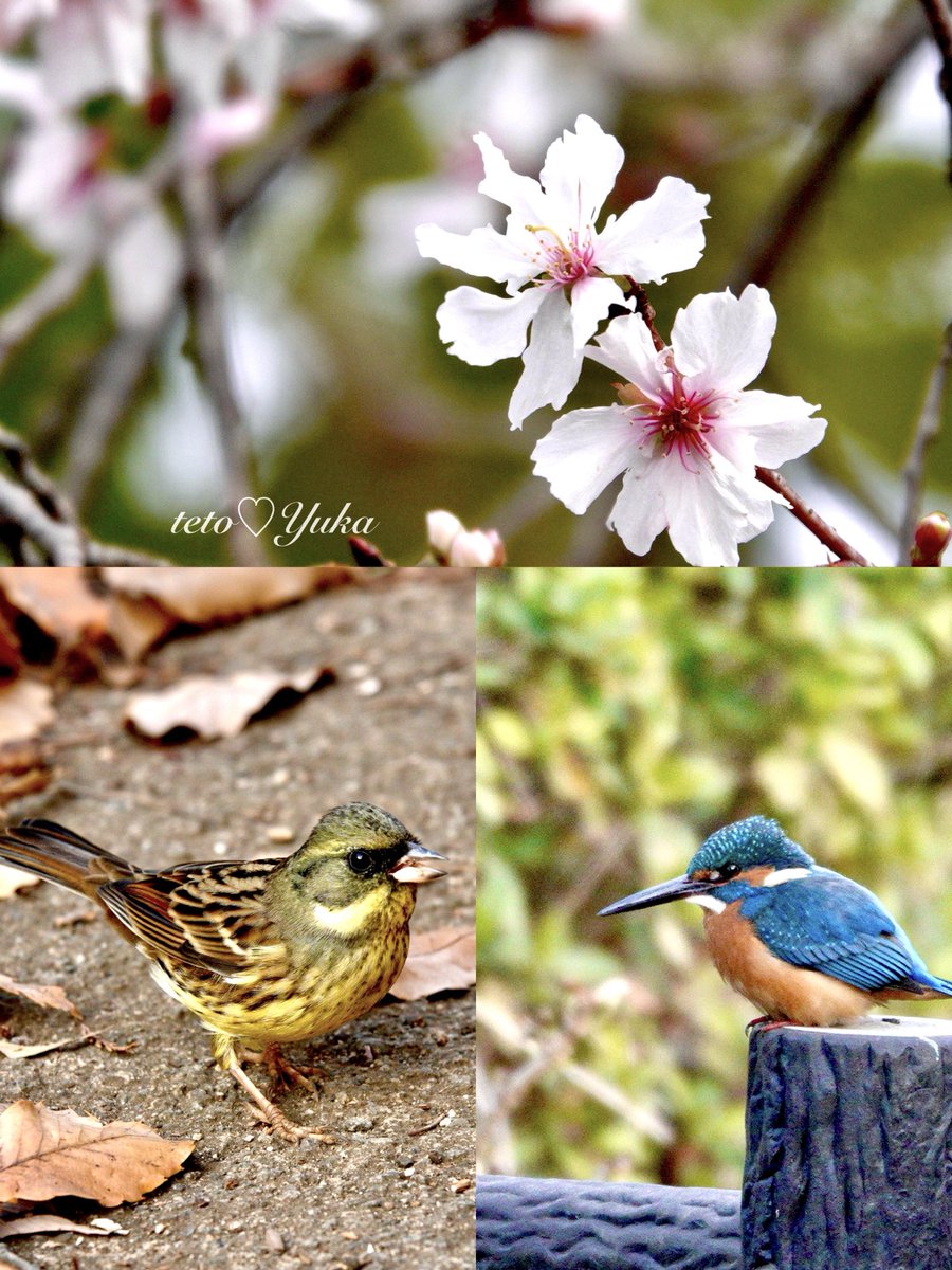 Nature Plants_hana_ Community on X - 300 Members