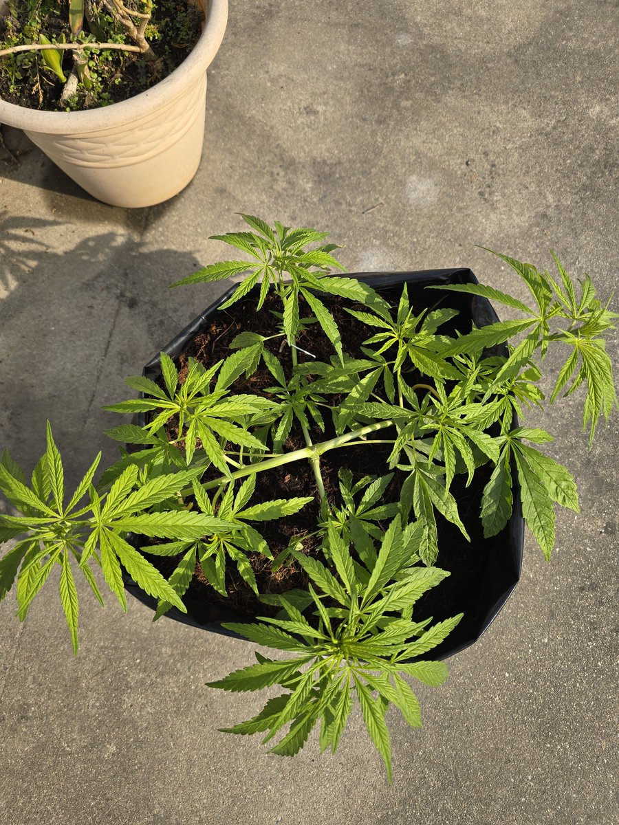 Growing my own now