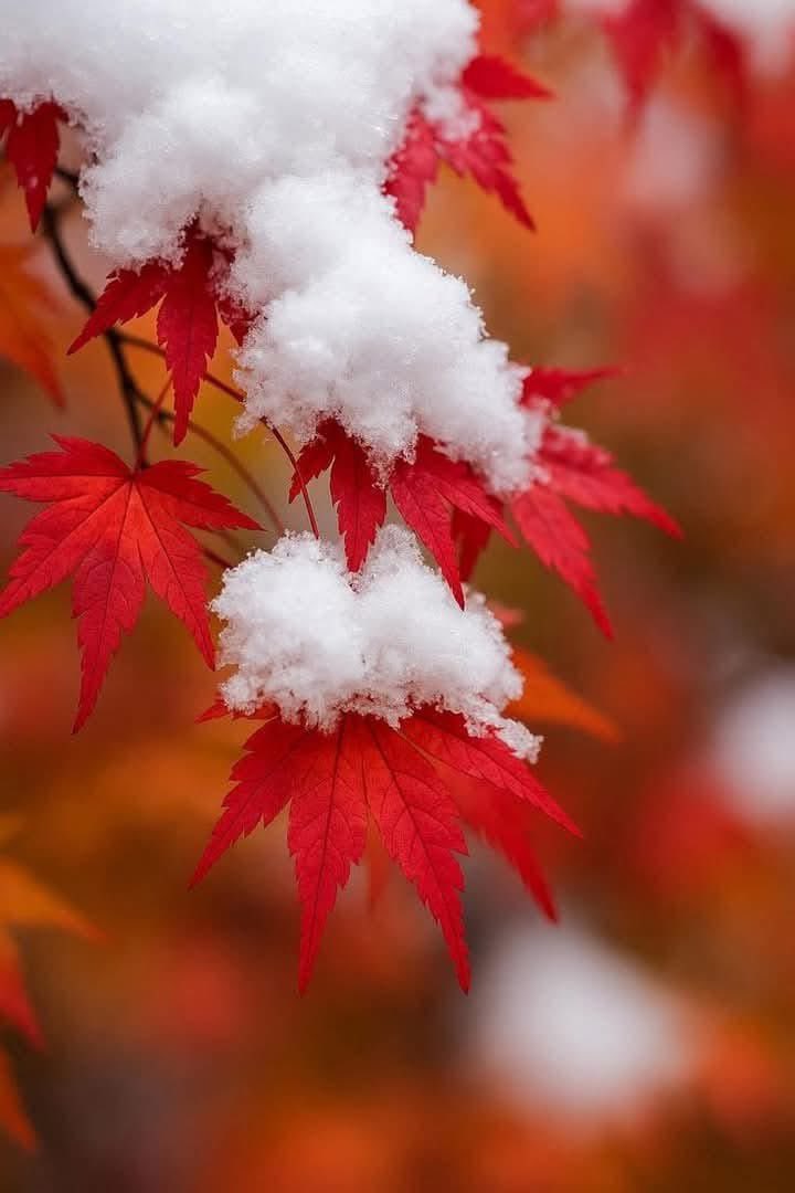 juju13_09's tweet photo. ❄️❄️❄️❄️❄️❄️❄️ https://t.co/cOZb9RGv83