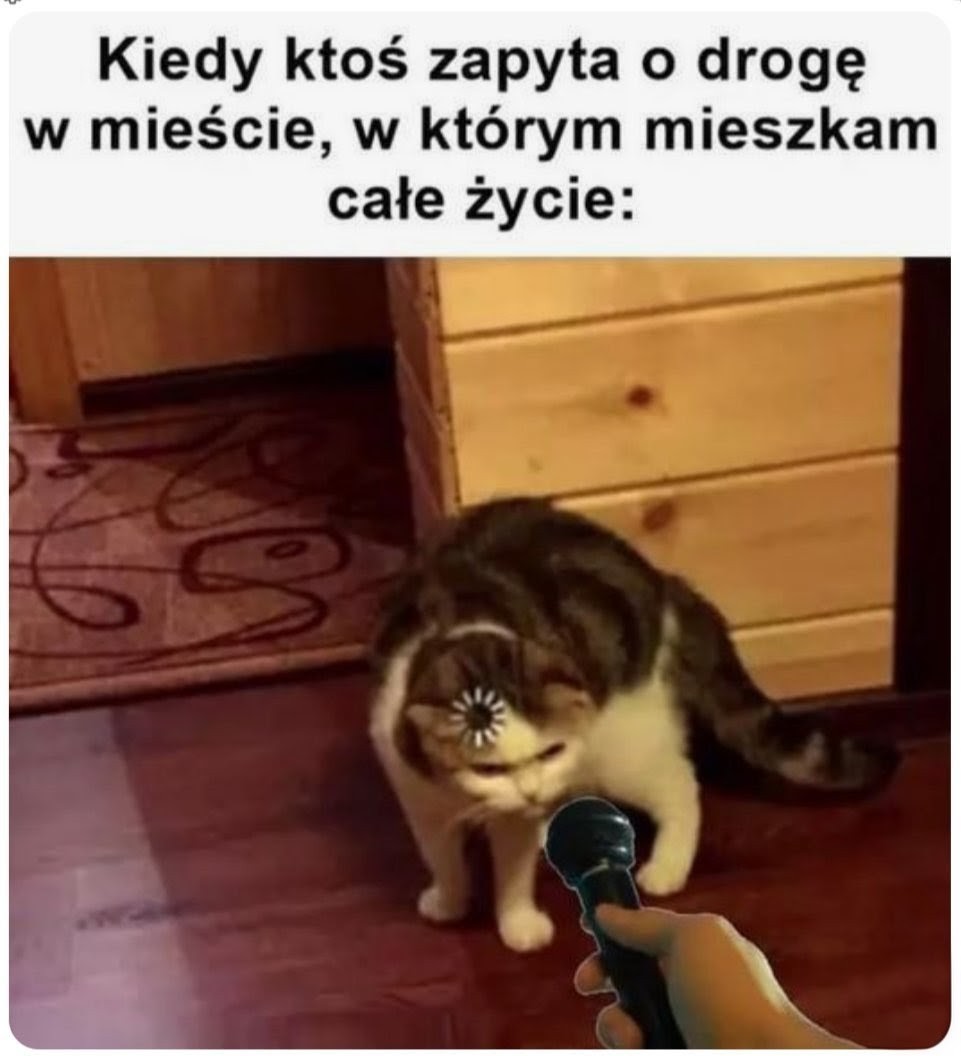 Kicia Łaciata tweet media