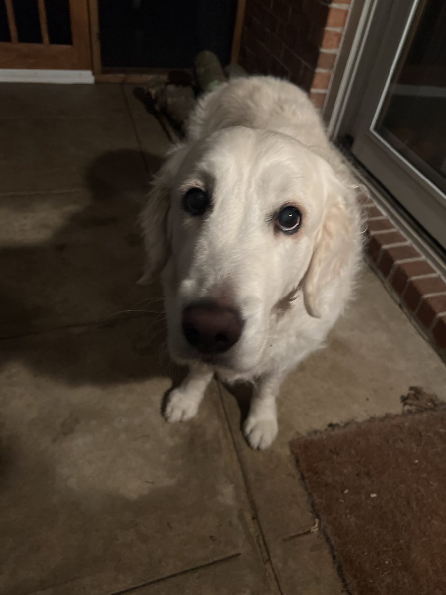 it just isn’t fair. just found out last night that Franni only has a few weeks at most left to live. genuinely the sweetest girl, it just isn’t fair.