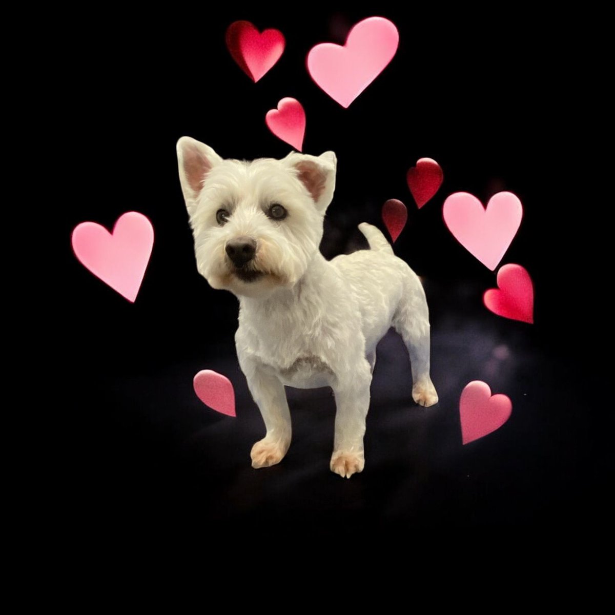 Hello pals, I've been to see the groomer lady ♥️🐾🐾