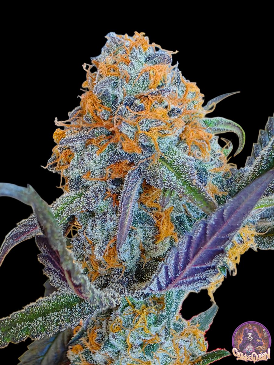 Happy Sunday everyone! Cadillac Rainbows has some crazy colors in it, practically glows in the dark! #CannabisCommunity #cannabisculture #Mmemberville #StonerFam