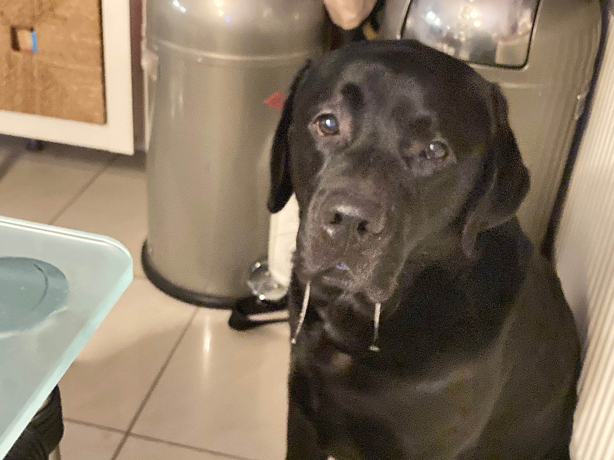 Ich bin von den Zeugen Labradors und möchte mit Ihnen über Pizzakanten reden