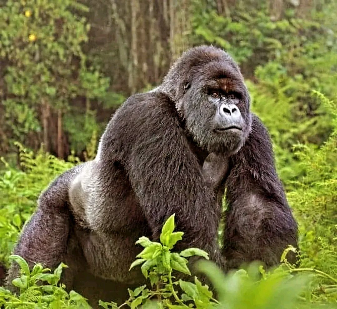 Visit Uganda with Openbill Safaris Uganda!
Gorillas, wildlife, culture, and breathtaking landscapes—your African adventure begins here. 
Book now:
✉️ openbillsafarisuganda@gmail.com
📱 +256 745 843863
🔗 openbillsafarisuganda.com

#VisitUganda #OpenbillSafarisUganda #UgandaSafari