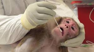 Más sobre la inmunidad vacunal de mucosas
🩼🐒🩼LA VACUNACIÓN CON AEROSOL OROFARÍNGEO CON VECTOR ADENOVIRAL GENERA INMUNIDAD MUCOSA Y PROTEGE CONTRA LA INFECCIÓN SARS2
🧵1⃣Biomedical Primate Research Centre, Rijswijk, The Netherlands y Harald zur Hausen Institute of Virology