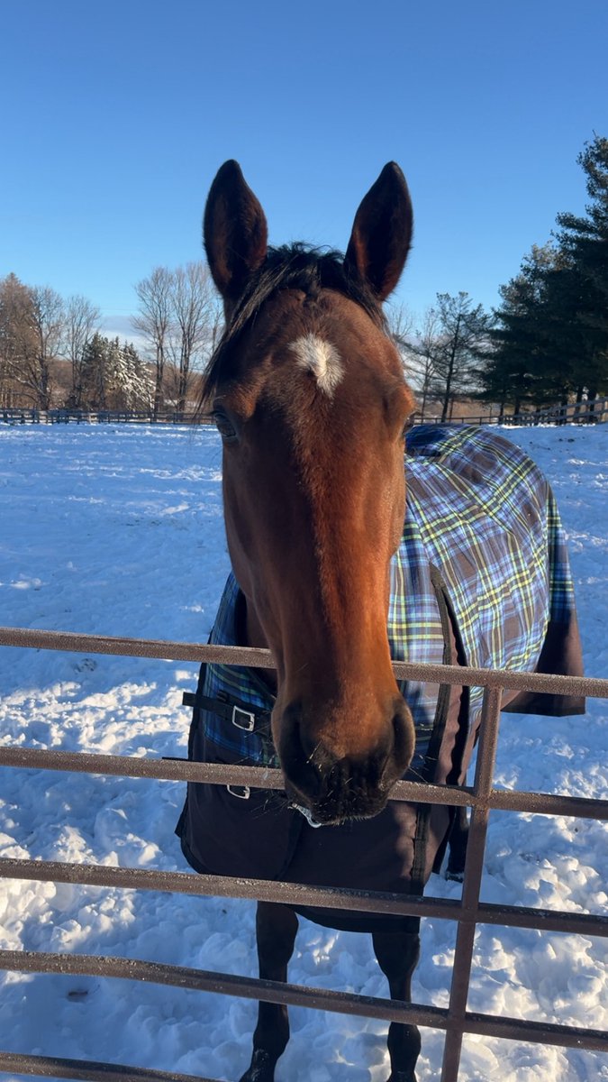Venceremos left for her new home today. Unfortunately the odds were stacked against her being a racehorse from the start, and although I took a shot I was more than happy to retire her sound and happy and get her to a good home where she can prosper.
