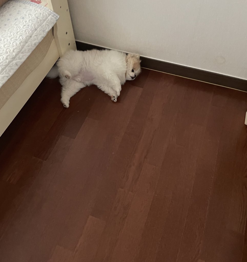 그냥 쳐다봤는데
배만지라고 다리들고있음