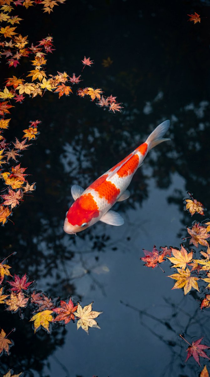 水面に映る秋の色と、優雅に泳ぐ錦鯉。 ✨Autumn colors reflecting on