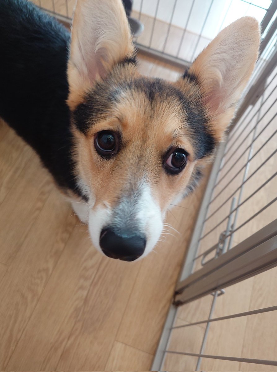 運命のコーギーをお迎えしてn日目のアカウント (@corgi_n_niti