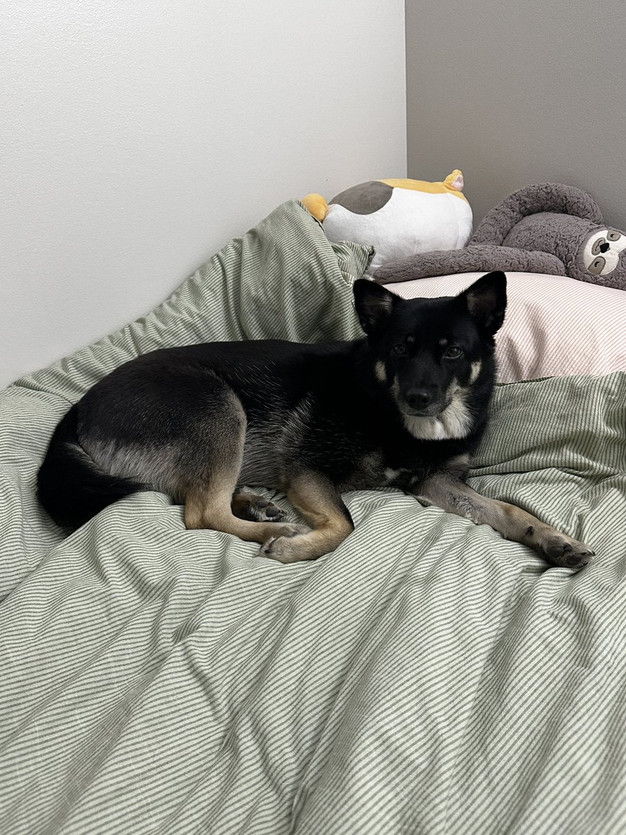 춘이 장난감을 노리는 루돌프와 춘이 포스터...그리고 다녀와서 뻗어버린 강아지.