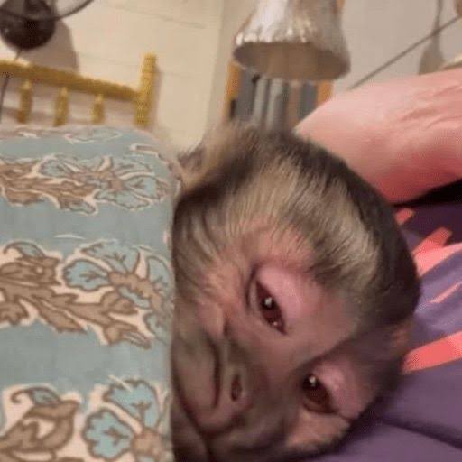 httpskaike's tweet image. Incuti em comprar um Xbox, só sossego quando comprar