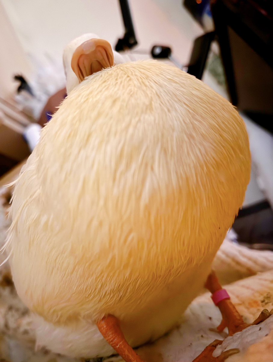 うーちゃんはコールダック (@duck_udon0629) / Posts / X