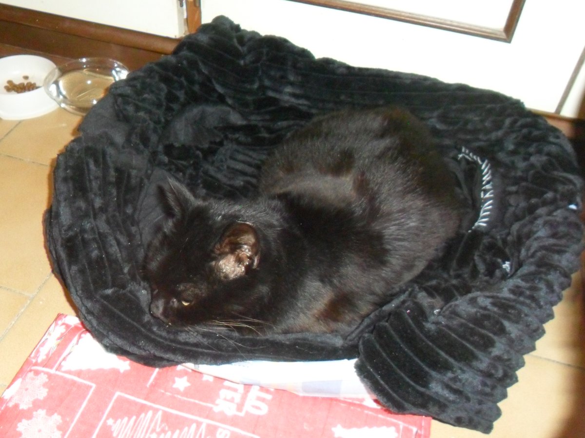 CatElisabetta's tweet photo. @KusunoTohiro What a romantic photo, Akaru has grown so much, and what a bright sun!
I hope you and your sweet cats have a wonderful day!
It's raining here tomorrow, but I'm still happy because I've started writing on X again!
Greetings from Grigina, Stella, Tohiro, and Nerino! https://t.co/uXK8kXScSN