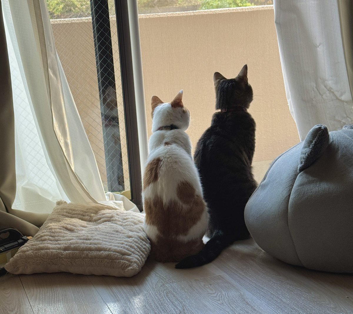 引っ越し諸々片付いたら首輪新調したいな〜🐈