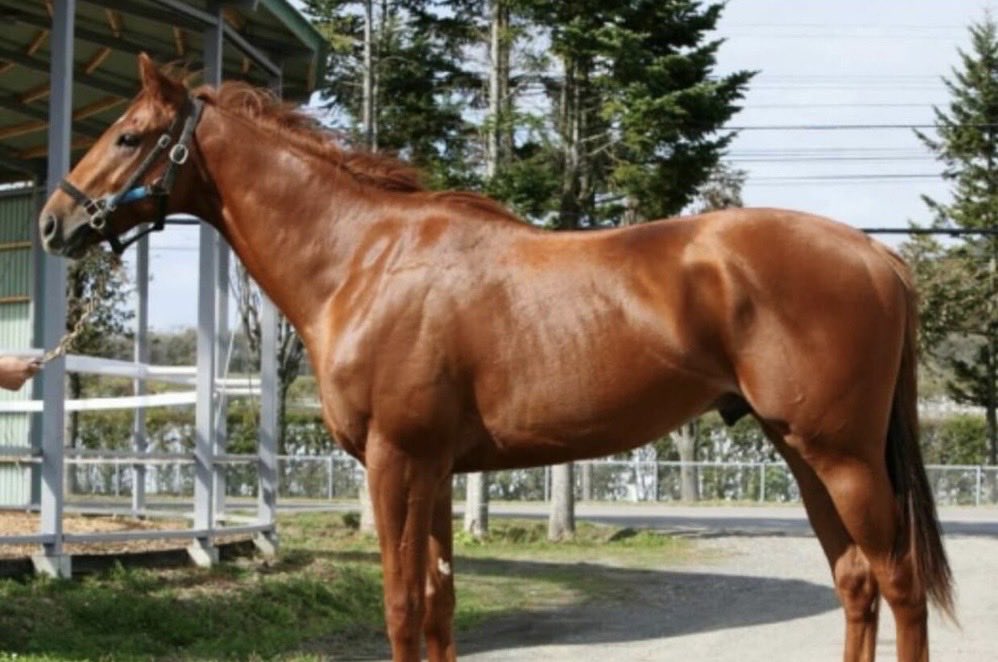 ピーちゃん (@ptan16pico28) / Posts / X