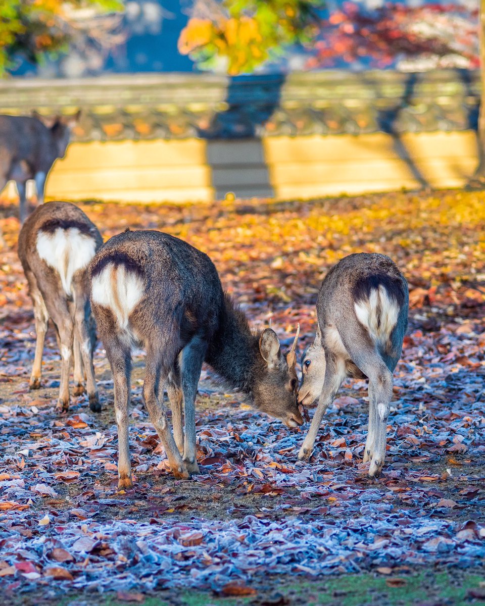 こんにちは！週の始まりけつ曜日(月曜日） 最近の写真から 霜が降った