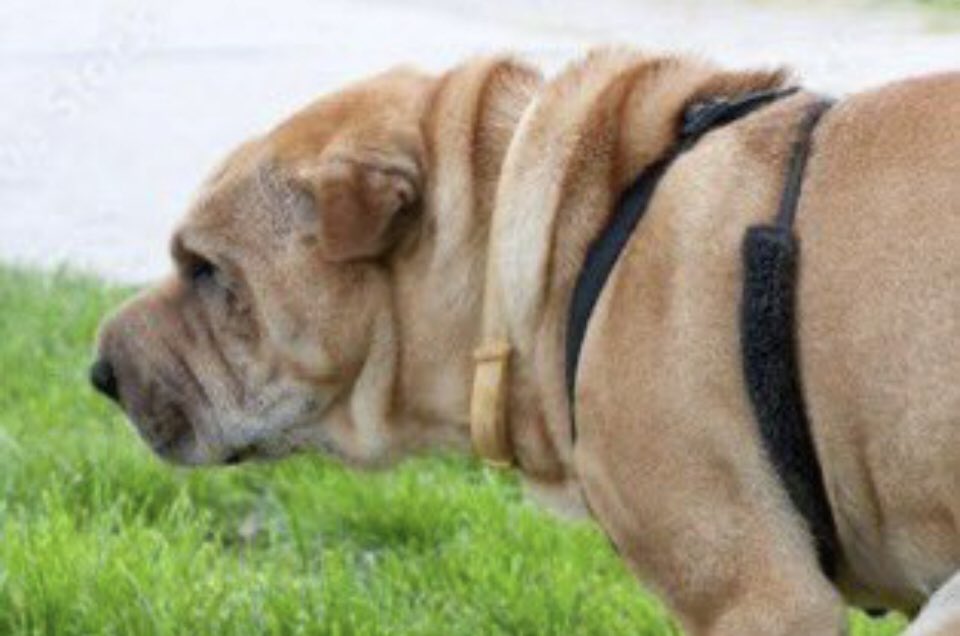 FrentesRojos's tweet image. Para los Noboistas, por navidad  mi perrito les deja un regalo....
#FueraNoboa