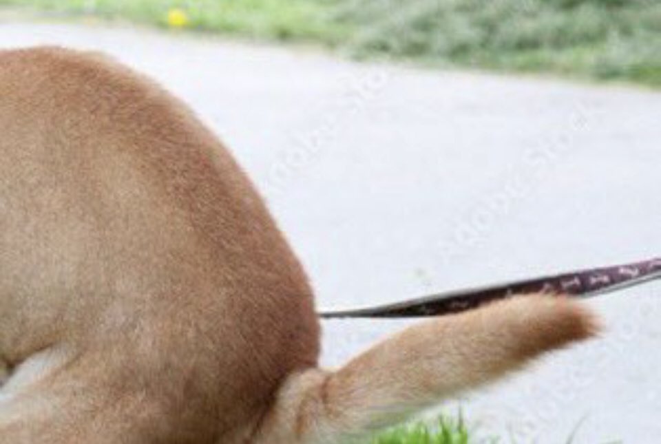 FrentesRojos's tweet image. Para los Noboistas, por navidad  mi perrito les deja un regalo....
#FueraNoboa